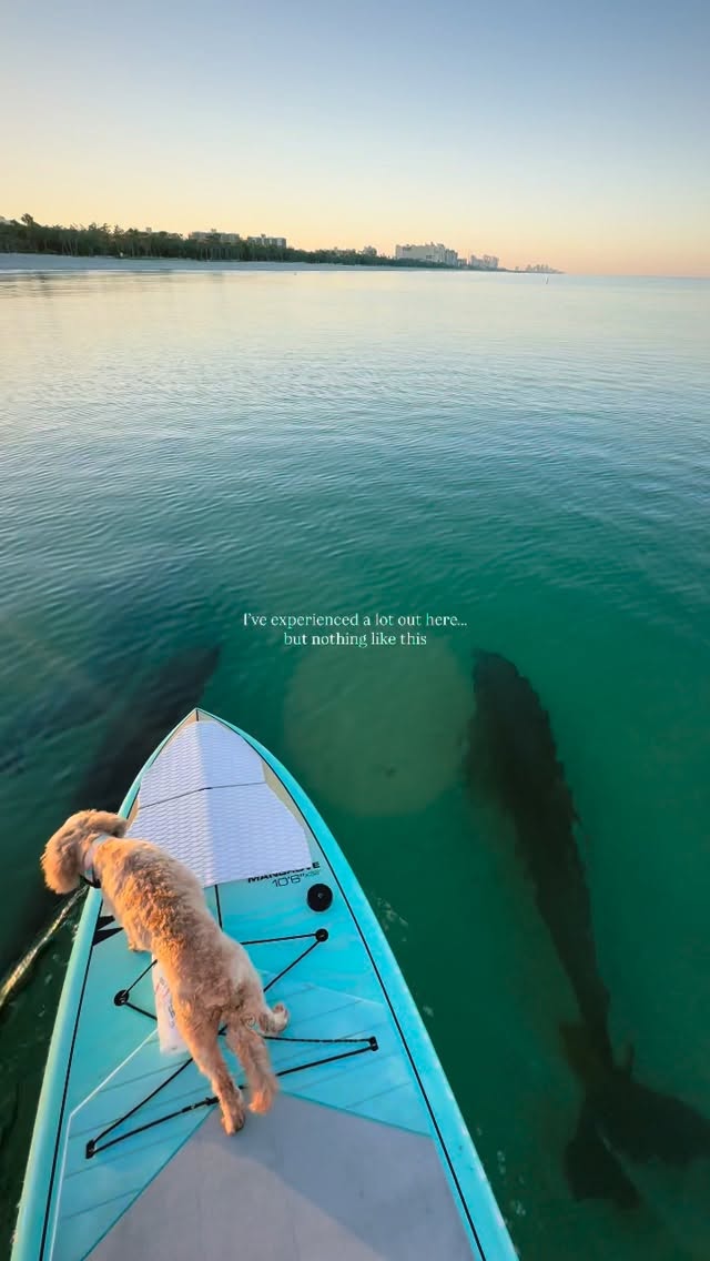 22K likes, 329 comments - jenngoodell on April 6, 2026: "Had to share this again… still the best. This time with audio so you can hear the dolphins 🥹

#naplesfl #dolphins".